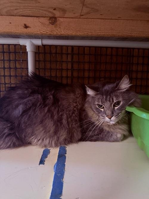 RADER - Maine Coon available for adoption