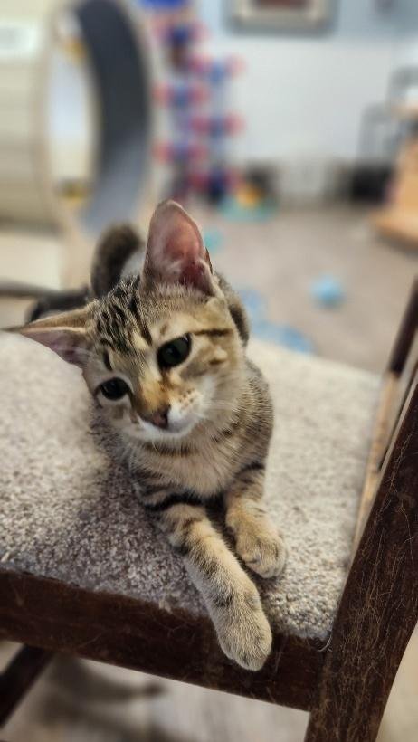 ANCHOVY - Domestic Short Hair available for adoption