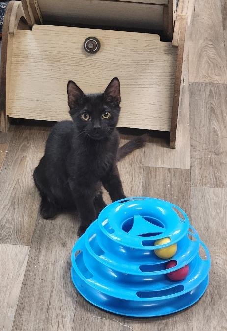 Kitten 27955 (Buzz) Image
