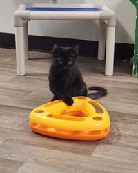 Kitten 27955 (Buzz) - Photo 3