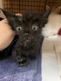 Kitten 27955 (Buzz) - Photo 4