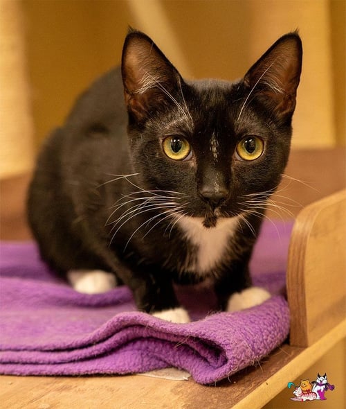 BINKY - Domestic Short Hair available for adoption