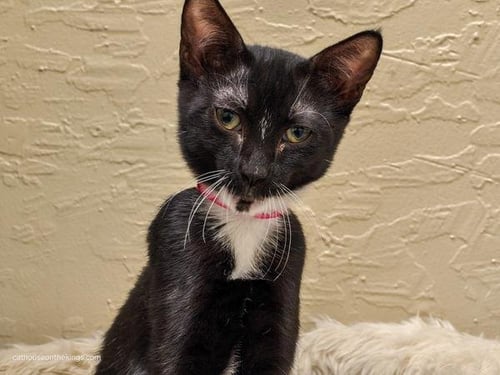 BINKY - Domestic Short Hair available for adoption