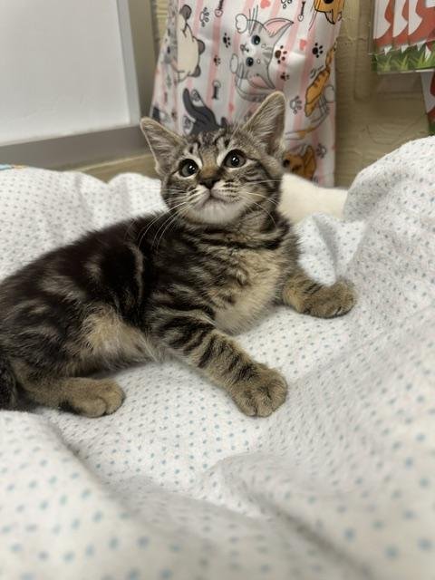 Carla Image