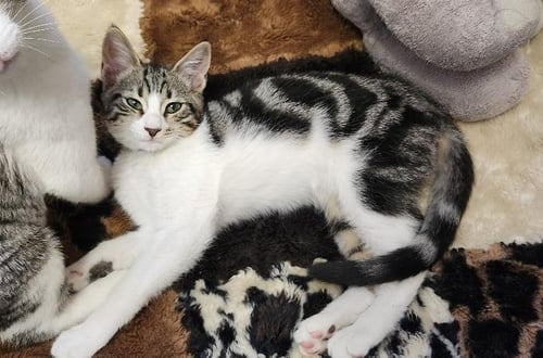 KITTEN 28153 (FRANK) - Domestic Short Hair available for adoption