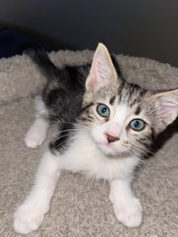 Kitten 28153 (Frank) - Photo 3