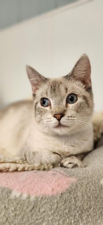 Cat 27519 (Jerry) Image