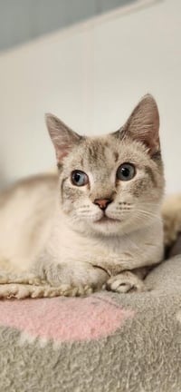 Cat 27519 (Jerry) - Photo 1