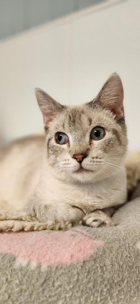 CAT 27519 (JERRY) - Siamese available for adoption