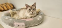 Cat 27519 (Jerry) - Photo 2