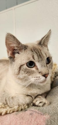Cat 27519 (Jerry) - Photo 3