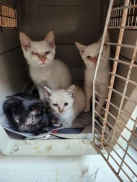 Cat 27519 (Jerry) - Photo 4