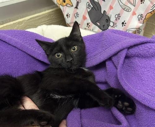 BAXTER - Domestic Short Hair available for adoption