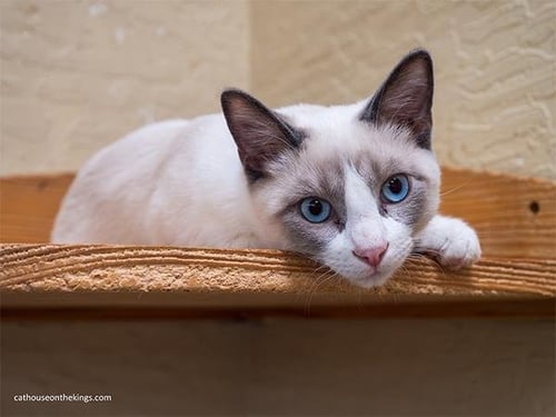 FABIO - Snowshoe available for adoption