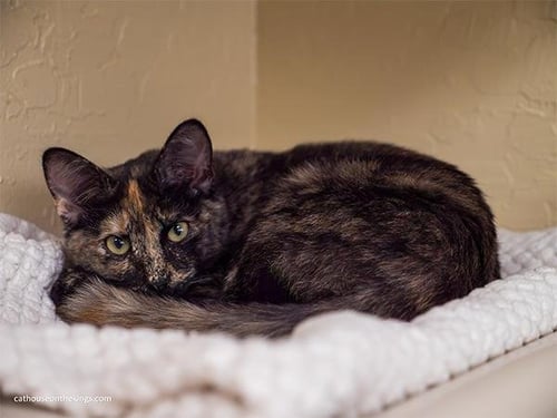 LAVENDER - Tortoiseshell available for adoption