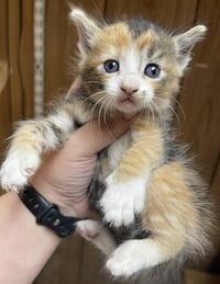 Cat 27727 (Marilyn Monroe) - Photo 4