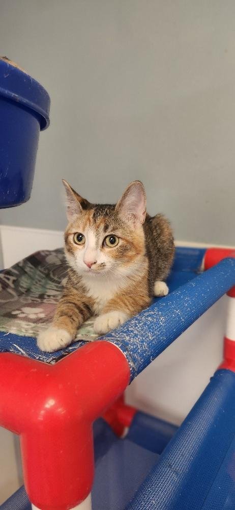 CAT 27727 (MARILYN MONROE) - Calico available for adoption