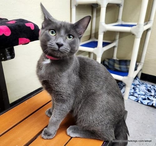 CUPCAKE - Russian Blue available for adoption