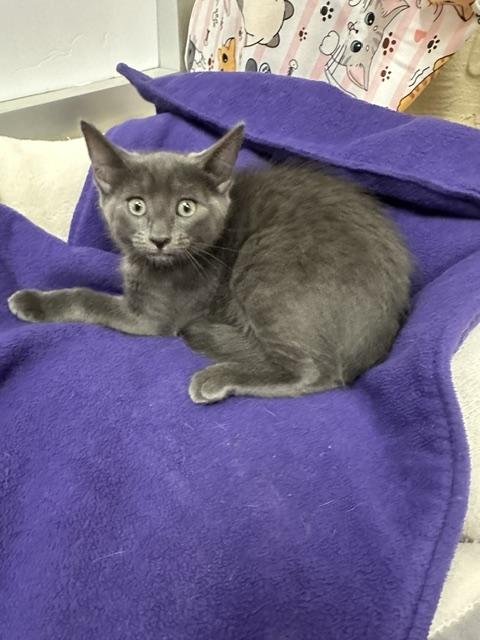 CUPCAKE - Russian Blue available for adoption