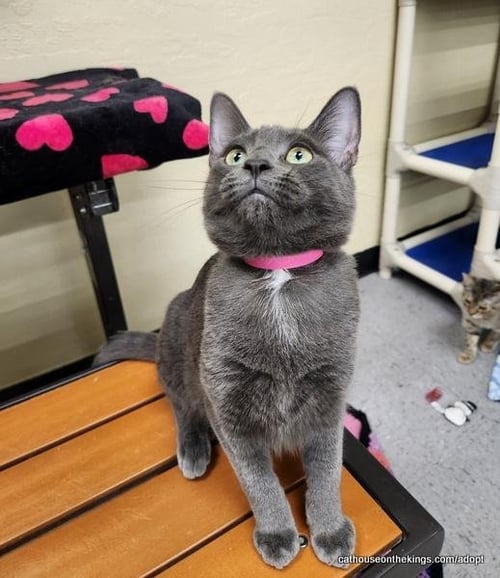 CUPCAKE - Russian Blue available for adoption
