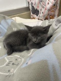 CUPCAKE - Russian Blue available for adoption