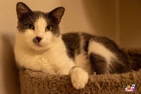 Ollie - Photo 1