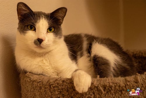 OLLIE - Domestic Short Hair available for adoption