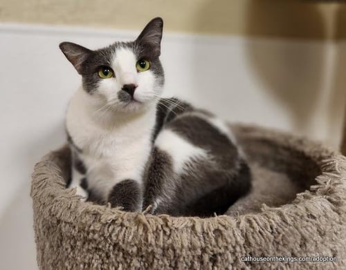 OLLIE - Domestic Short Hair available for adoption
