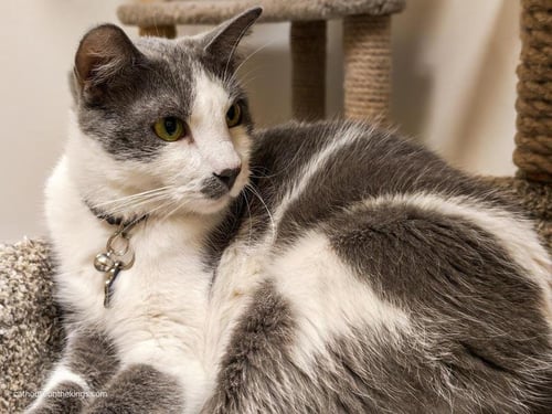 OLLIE - Domestic Short Hair available for adoption