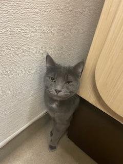 PANDORA - Russian Blue available for adoption
