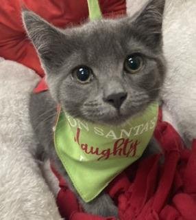 PANDORA - Russian Blue available for adoption
