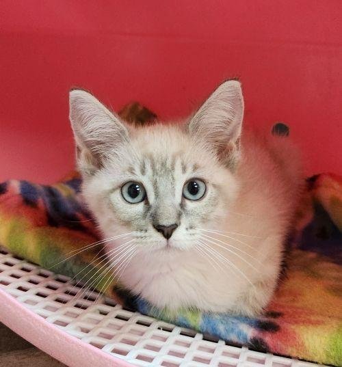 KITTEN 27750 (SEQUOIA) - Siamese available for adoption