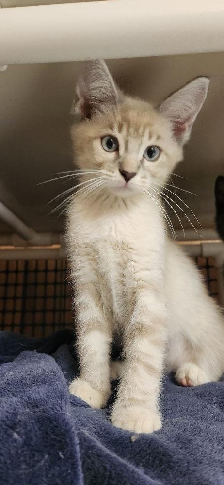 KITTEN 27750 (SEQUOIA) - Siamese available for adoption