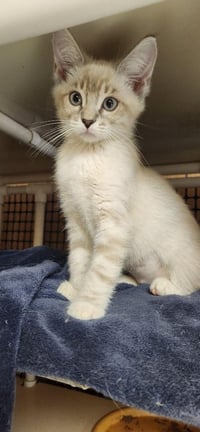 Kitten 27750 (Sequoia) - Photo 3