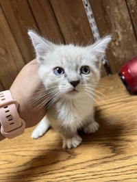 Kitten 27750 (Sequoia) - Photo 4