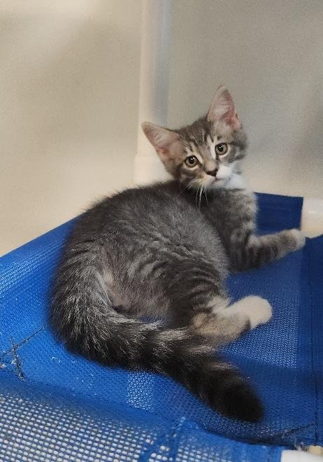 KITTEN 27752 (YOSEMITE) - Tabby available for adoption