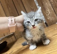 Kitten 27752 (Yosemite) - Photo 3