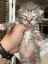 Kitten 27752 (Yosemite) - Photo 4