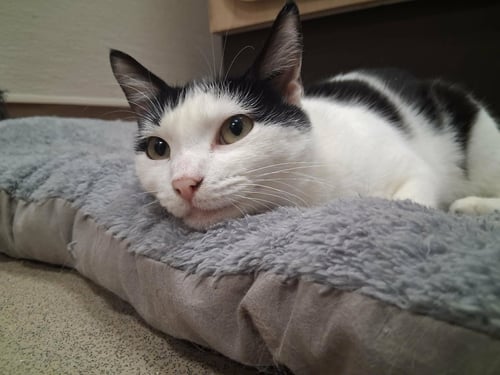 BRIE - Domestic Short Hair available for adoption