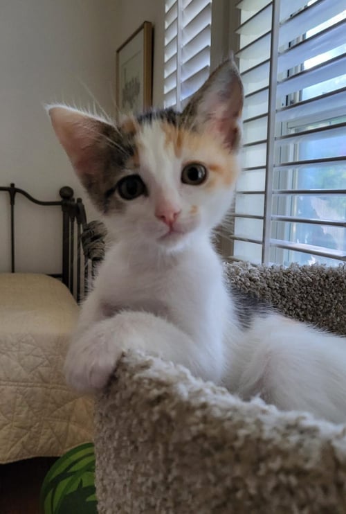 BUNNY - Calico available for adoption