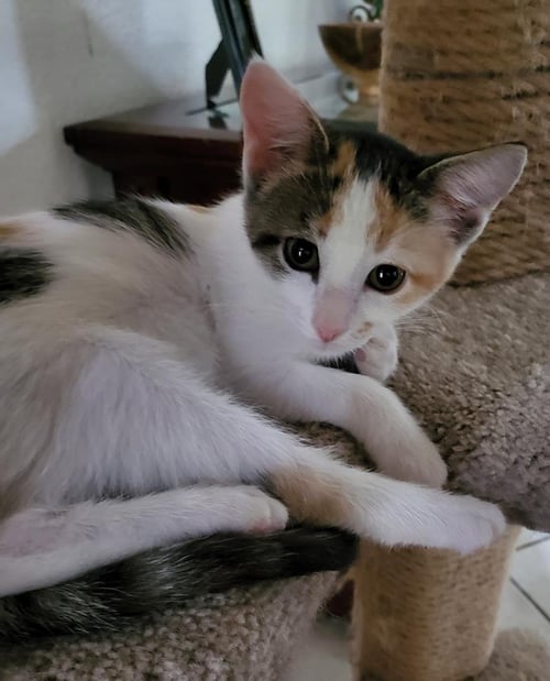 BUNNY - Calico available for adoption
