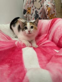 Bunny - Photo 3