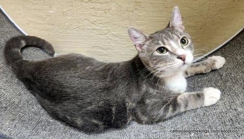EDITH - Tabby for adoption in Fresno