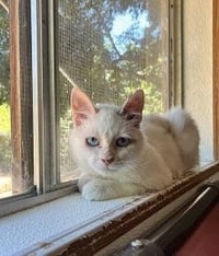 Cat 27604 (Meowly Cyrus) - Photo 1