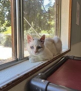 CAT 27604 (MEOWLY CYRUS) - Siamese available for adoption