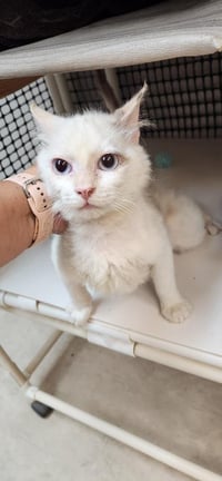 Cat 27604 (Meowly Cyrus) - Photo 3