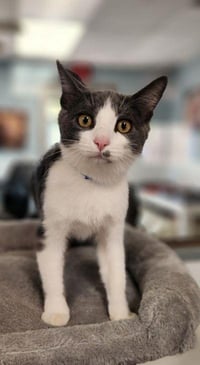 Kitten 28258 (Leo) - Photo 1