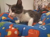 Kitten 28258 (Leo) - Photo 4