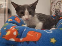 Kitten 28258 (Leo) - Photo 3