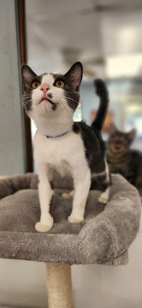 KITTEN 28258 (LEO) - Domestic Short Hair available for adoption